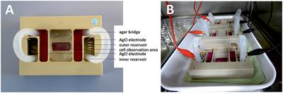 Human Osteoblast Migration in DC Electrical Fields Depends on Store Operated Ca2+-Release and Is Correlated to Upregulation of Stretch-Activated TRPM7 Channels